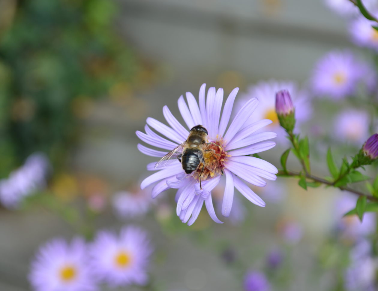 Leben im Naturgarten