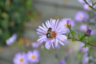 Leben im Naturgarten