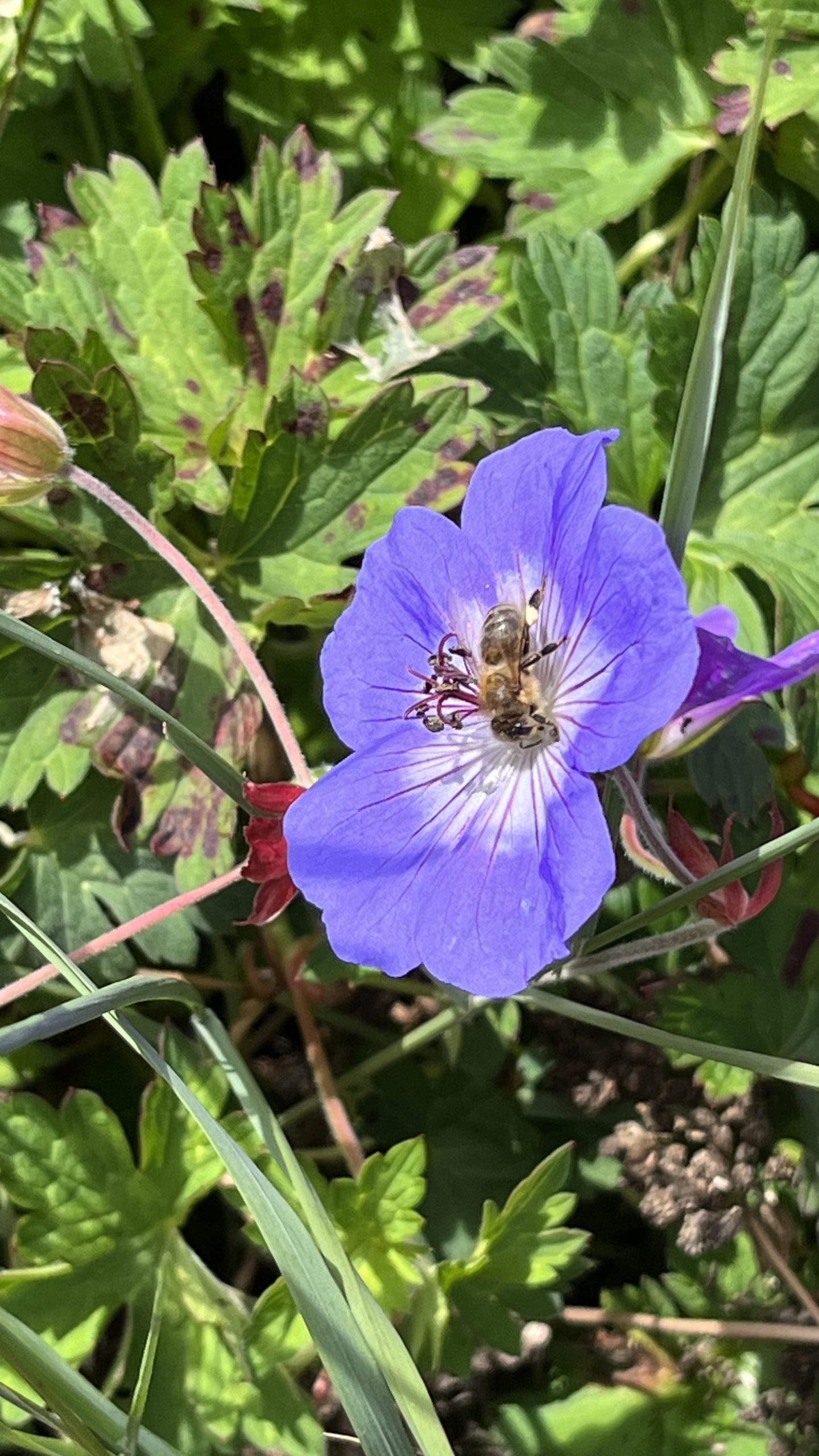 Biene auf Geranium